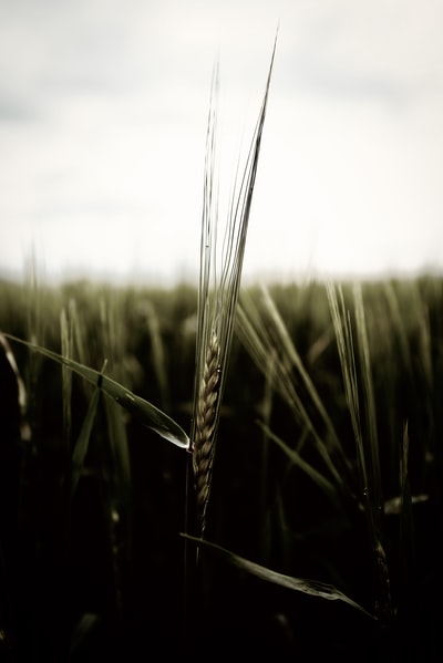 近景摄影中的青麦